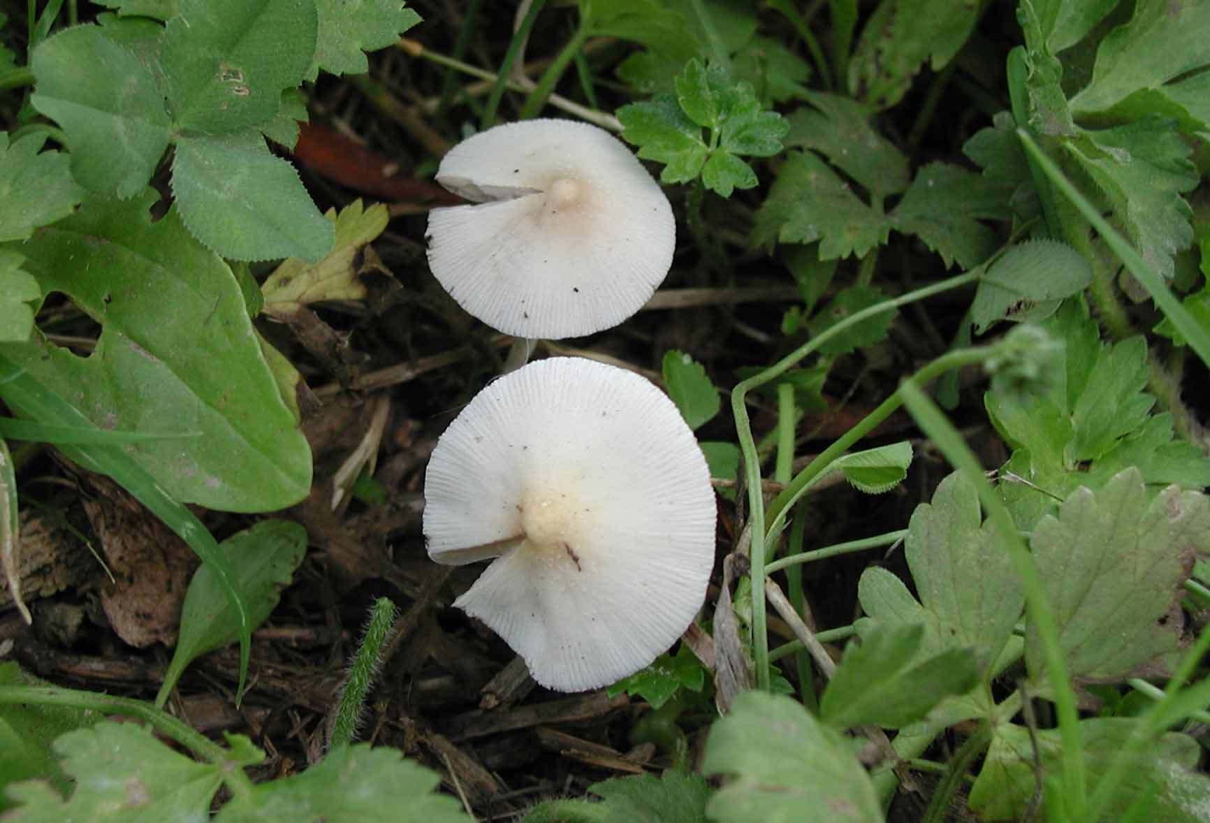 Aiuto per determinazione